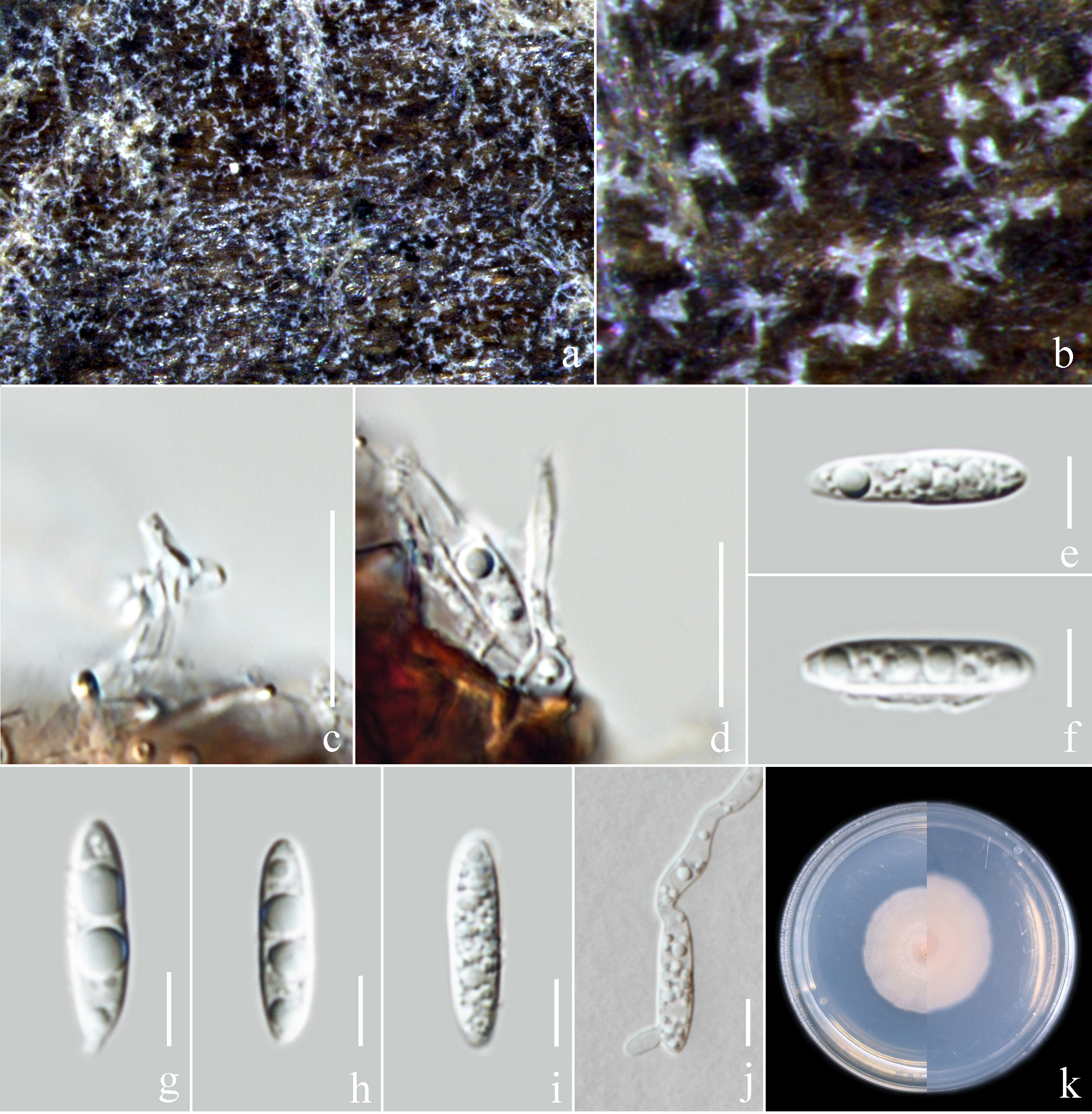 Figure 102